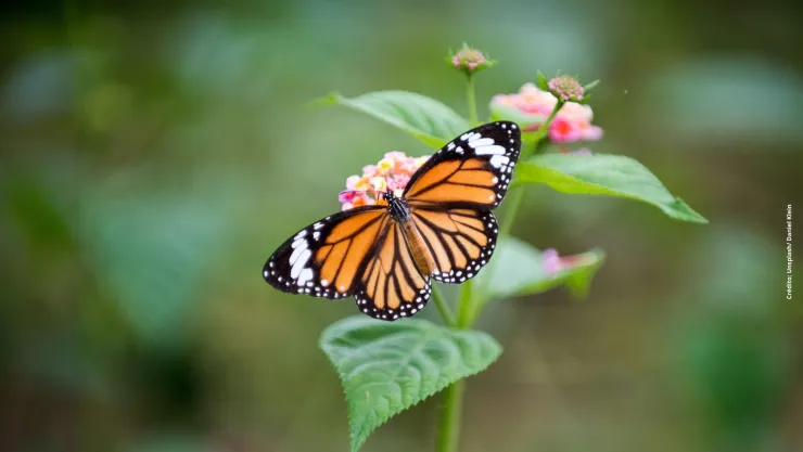 La mariposa monarca está en la lista roja de los animales en peligro de extinción.