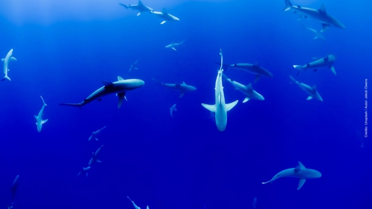 tiburones en el mar