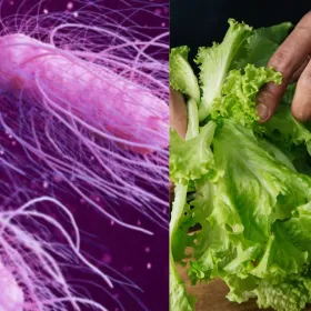 Brote de Salmonella y Cyclospora: concluye investigación de los productos que causaron la contaminación