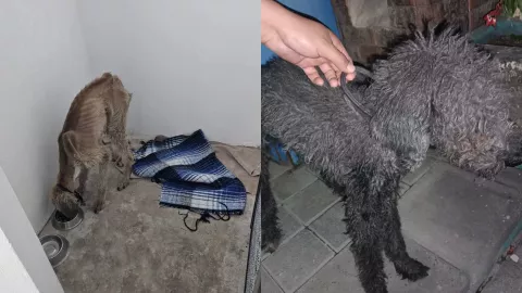 Rescatan a dos perros de maltrato animal en Providencia