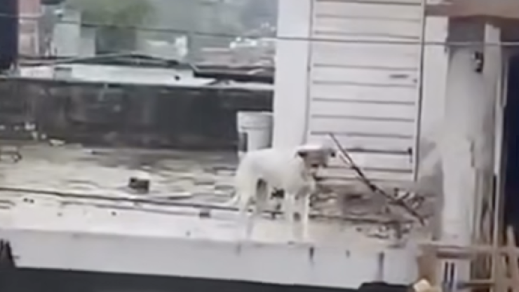 Perrito