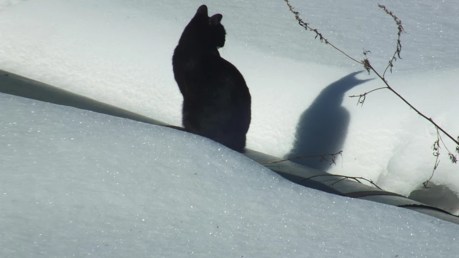 Clima en Guadalajara: ¿Qué día hará más frío del 10 al 16 de noviembre?