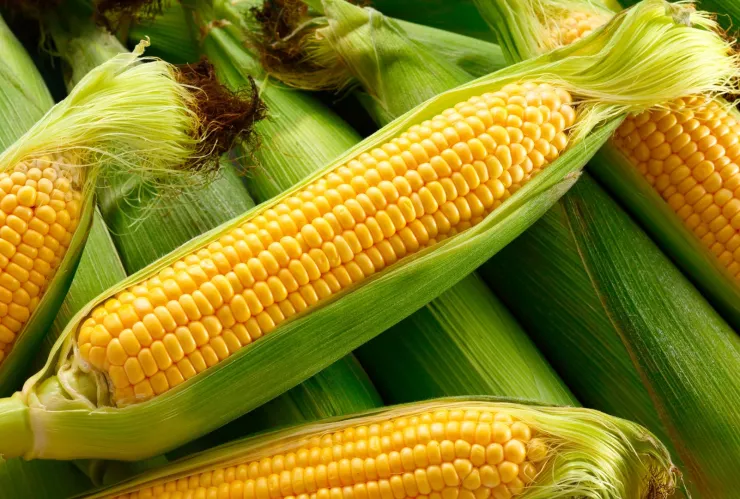 Todo sobre el día nacional del maíz. ¿Está presente en todo lo que comemos?