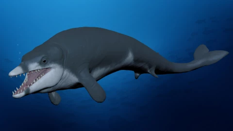 La ballena más pequeña del planeta se extinguió hace más de 41 millones de años