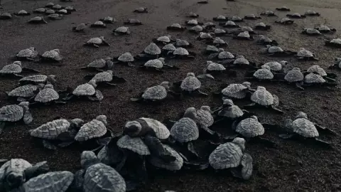 tortuga laud anida en yucatan