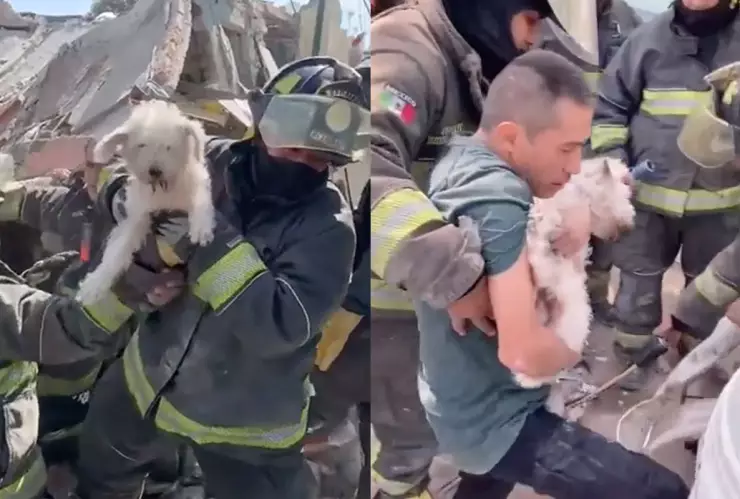 Rescatan a Rufián, perrito atrapado tras explosión en colonia Pensil