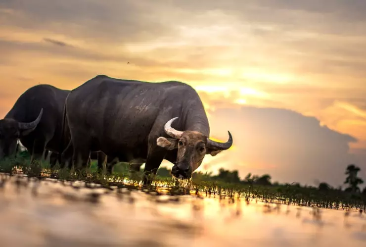 búfalos bebiendo agua.jpeg