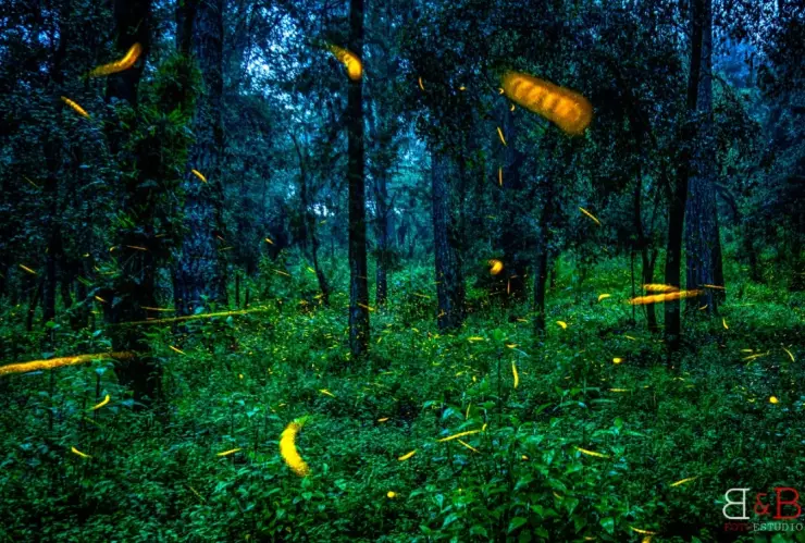 Luciérnagas iluminan las noches del Izta-Popo.jpg
