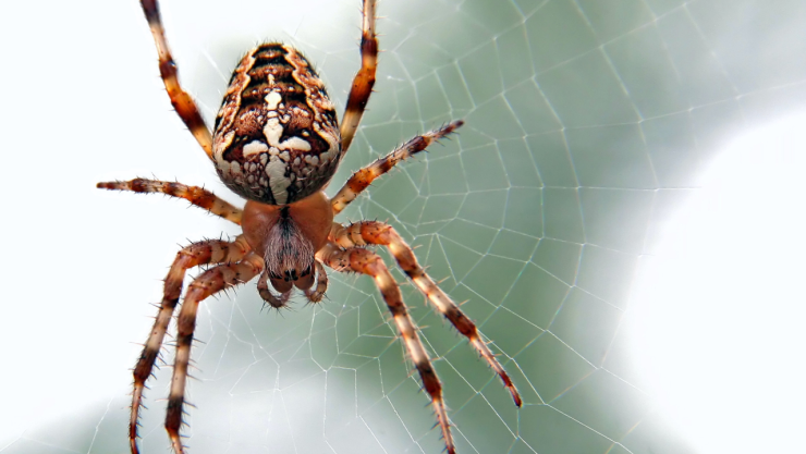 Picadura de araña