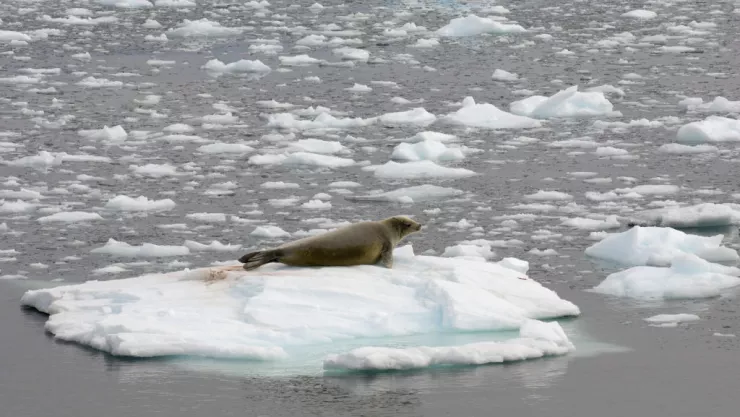 El 6 de febrero de 2020, la Antártida rompió su récord de temperatura más alta cuando alcanzó los 18.3 grados, confirmó la OMM.