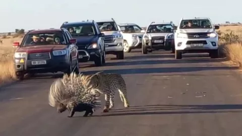 Leopardo, puercoespín, duelo, carretera a.jpg