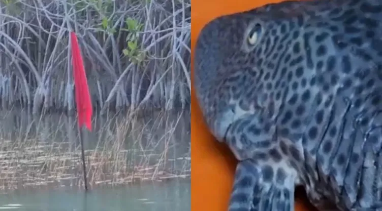 Capturan unos 500 ejemplares de pez diablo en Quintana Roo
