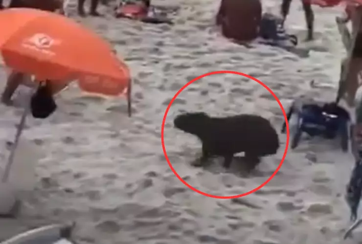 Capibara en una playa.png