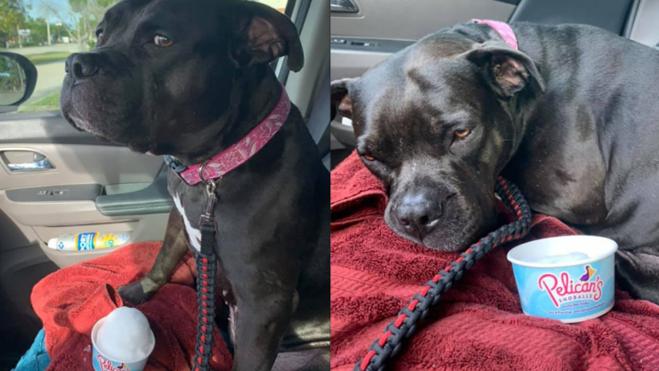 perrita Lola y su nieve.jpg