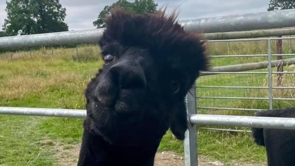 Condenan al sacrificio a una alpaca y 80 mil personas se interponen