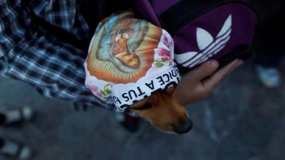 perrito guadalupano