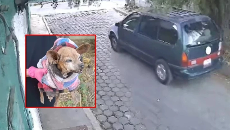 perrita Chihuahua viejita y ciega