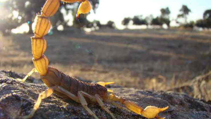 Alacranes en Jalisco: ¿cómo tratar la picadura de un alacrán?