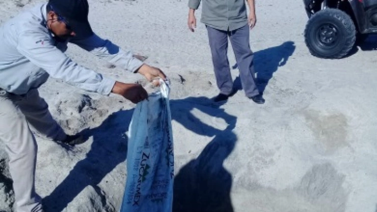 Aseguran huevos de tortuga