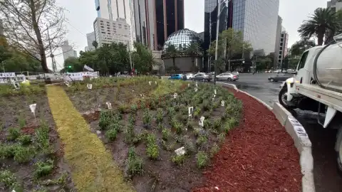 El ahuehuete de Reforma está amarillo por adaptación Sedema