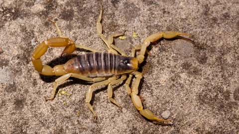 ¿Son peligrosos los alacranes güeros? Afina tu vista para detectar dónde hacen nido en tu casa