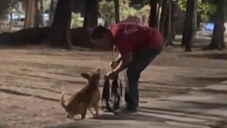 maltrato animal Zapopan, Jalisco