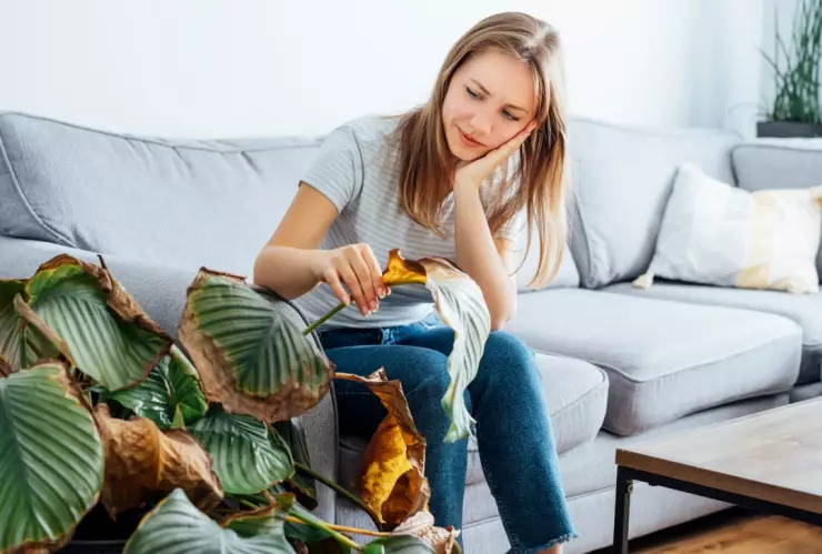 Remedios caseros si las hojas de mi planta se ponen amarillas y se secan