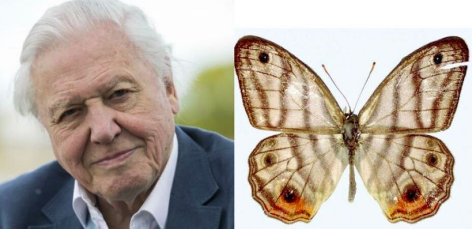 ¡Especies de animales que llevan nombres de famosos!