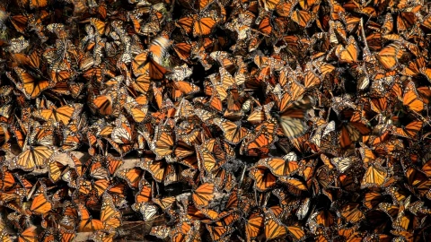 Por-qué-está-bajando-la-presencia-de-mariposas-monarca-en-México