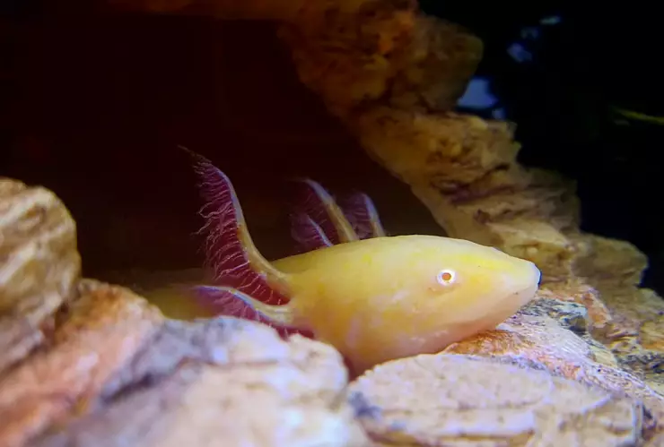 Ajolotes en Xochimilco