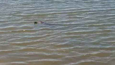 cocodrilo en mazatlán