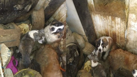 rescatan a perritos en condicion de hacinamiento cdmx