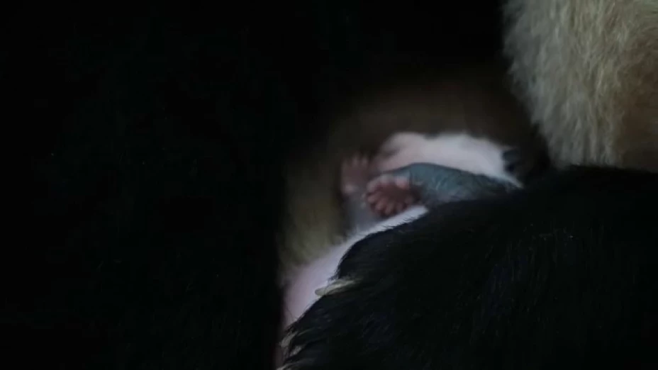 Pandas bebés