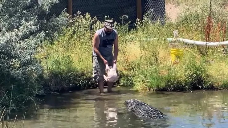 Trabajador de Zoológico se salva de milagro de un caimán