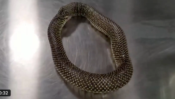 Serpiente rey intenta comerse a si misma y logran salvarla a tiempo
