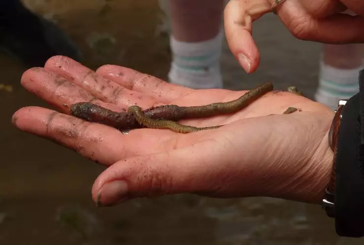 ¿Por qué los gusanos de Chernóbil son inmunes a la radiación_.jpg