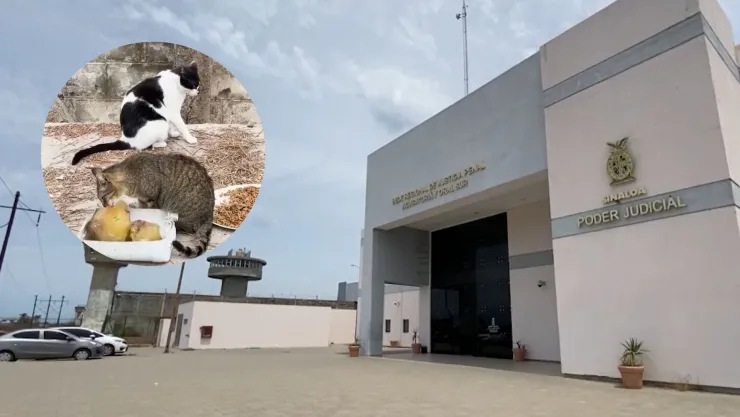 Investigan envenenamiento de gatos en Mazatlán