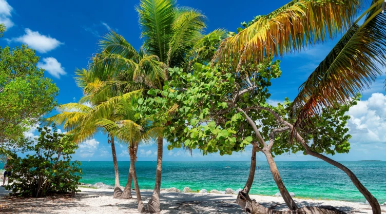 Las palmeras de la costa de Florida, la arena blanca y el agua turquesa del mar
