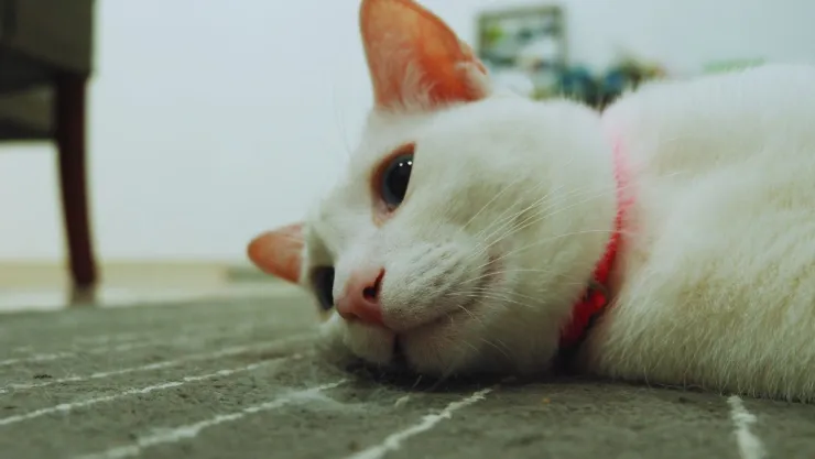 Qué significa que tu gato te de pequeños cabezazos, según expertos veterinarios