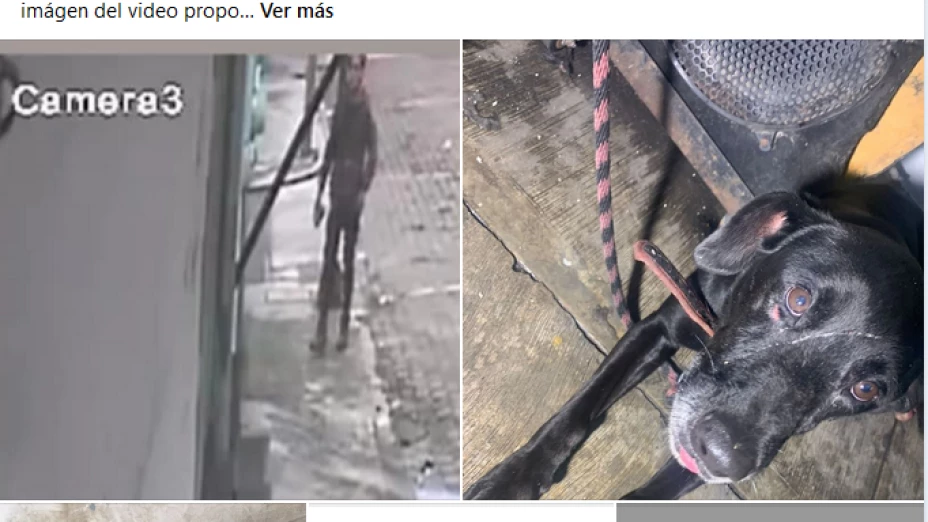 Perro maltratado Coatepec.