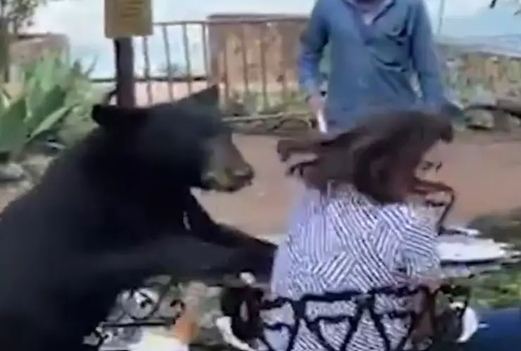 Oso atacó a mujer en restaurante de hotel de San Pedro, Nuevo León| VIDEO