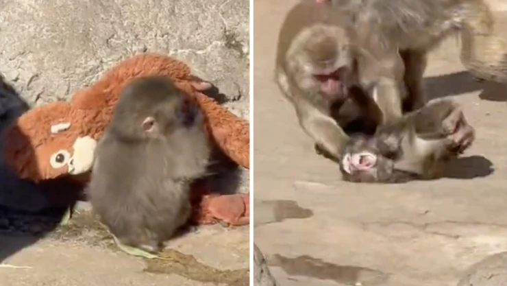Video viral monito Punch golpiza: Indignación en redes por maltrato en zoológico de Japón