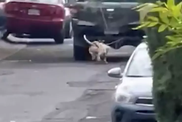 Rescatistas atienden a Pitbull arrastrado por camioneta en Jalisco; caso de maltrato, con nuevo responsable