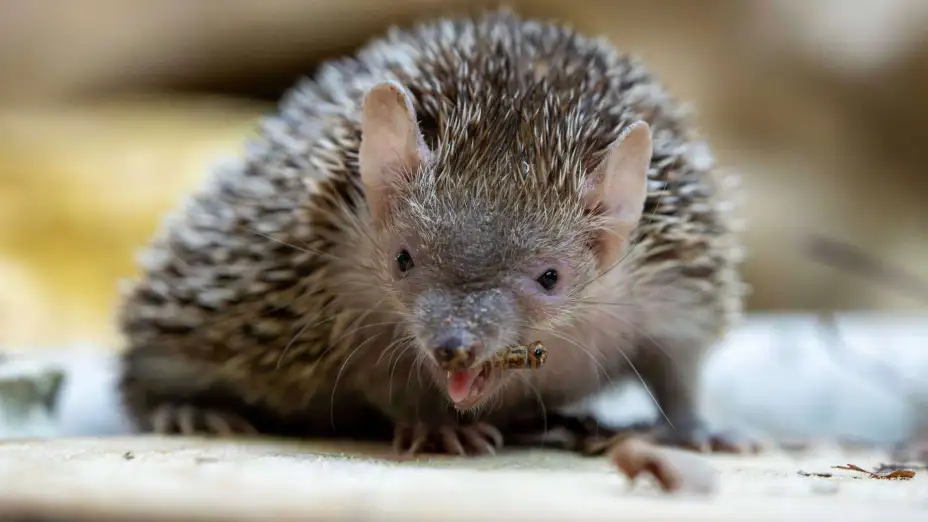 Un erizo come un insecto en el Zoo de Minnesota en EU