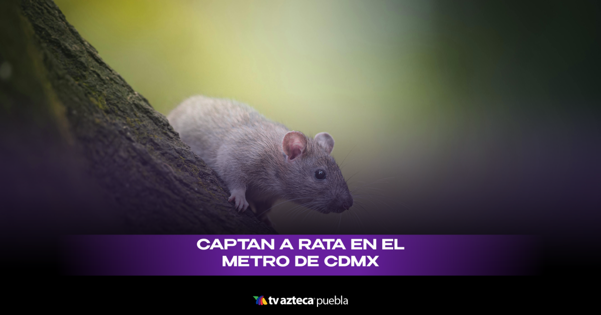 Rat Rata Da rata Metro CDMX Línea 9 riesgo sanitario enfermedades ratas