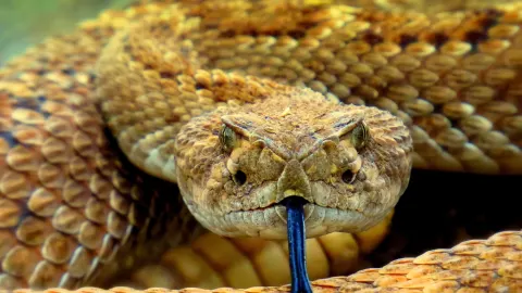 VIDEO Niño jugaba con una serpiente de cascabel pensando que era un peluche