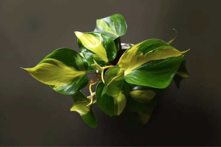 Philodendron Scadens