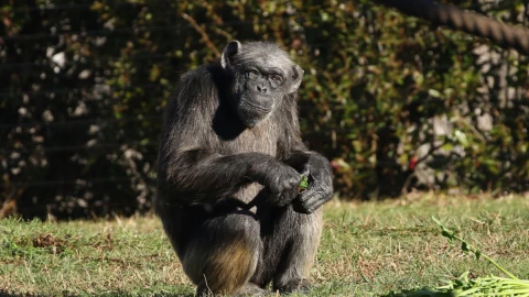 judy-chimpance-europa