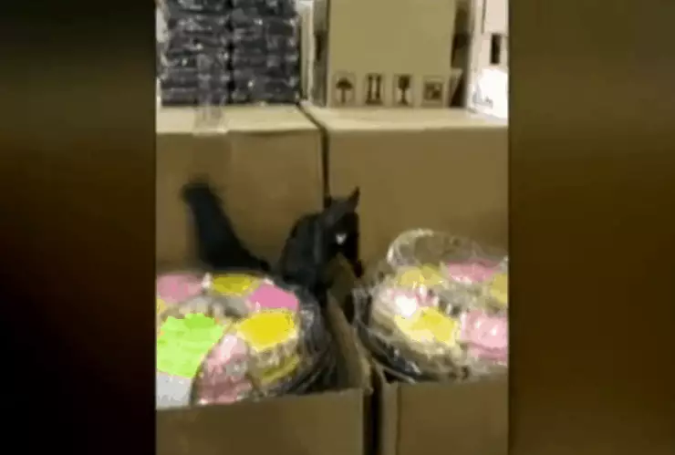 Ardilla roba panecillos y ataca a quien la delató