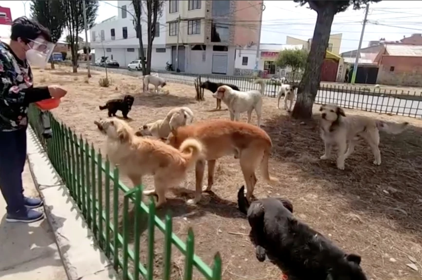 Sus parientes y vecinos a veces ayudan con la comida para su fiel perro, así como Rosmery Altamirano que lleva tiempo trabajando en la alimentación de perros callejeros. Altamirano contrató a Quispe y “Cano” para que la ayudaran a transportar comida para otros canes sin hogar en la ciudad.